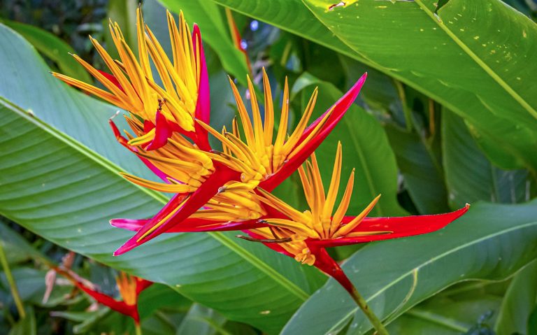 tropical heliconias