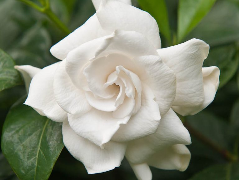 white-gardenia