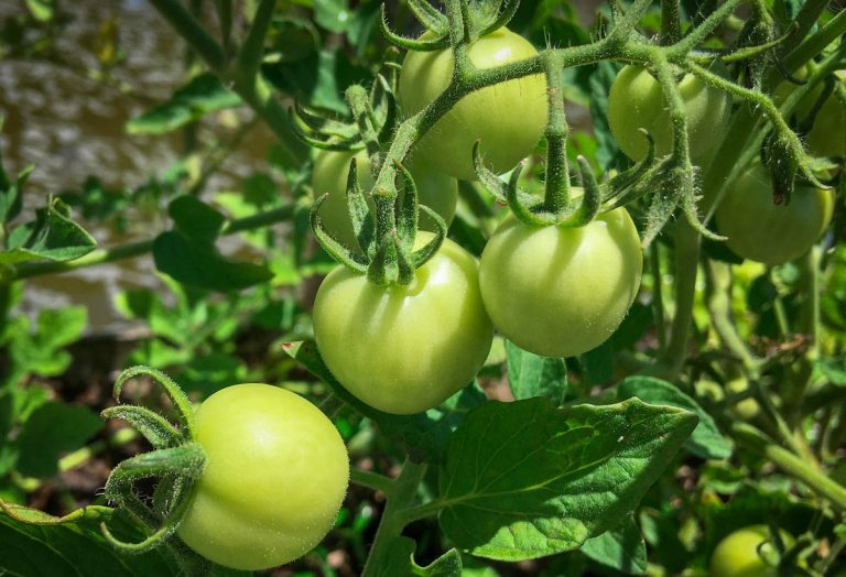 A Tropical Recipe for Green Tomato Chutney