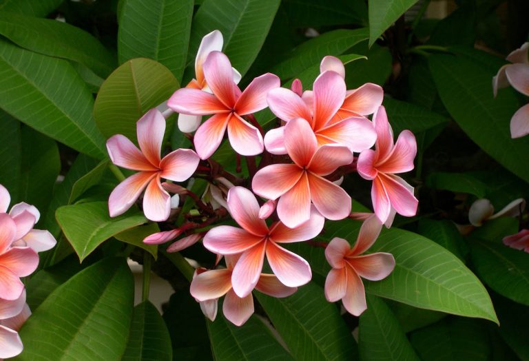 plumeria-frangipani-red