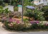 Using Plants to Stabilize Slopes in the Tropics tropical-garden-on-slope