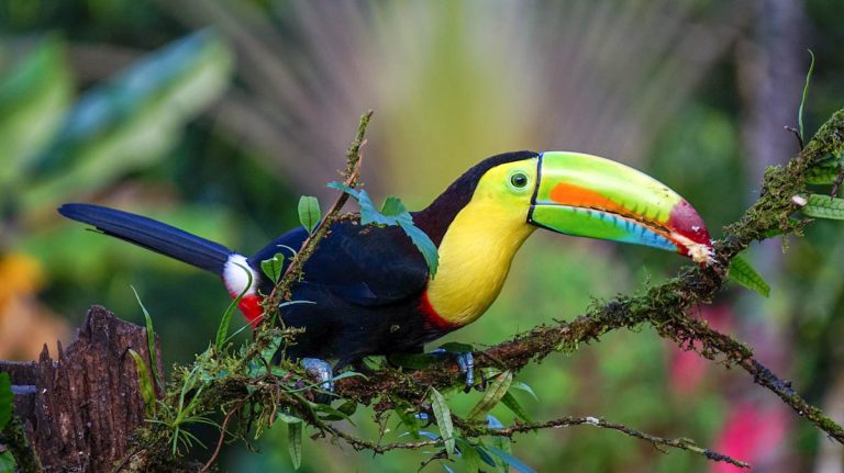 costa-rica-keel-billed-toucan