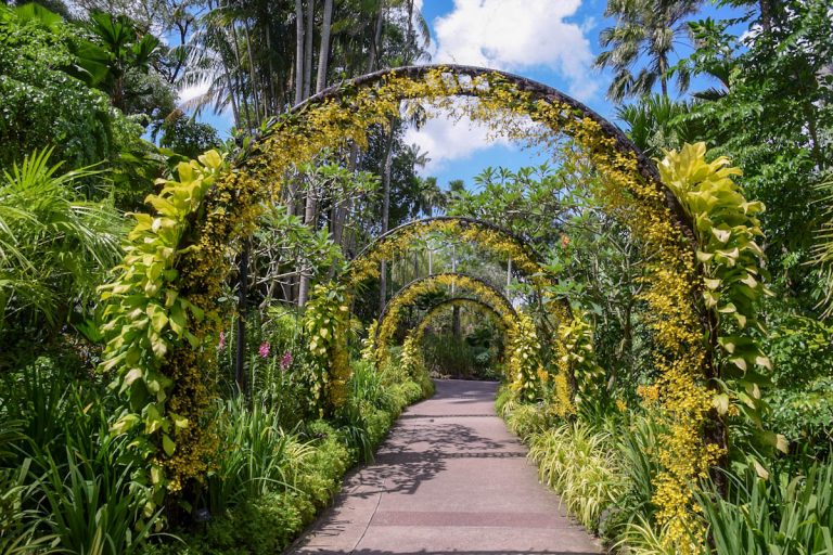 singapore-national-orchid-garden-oncidium-arches
