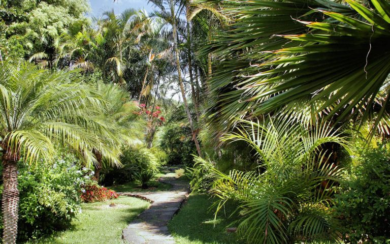 How to Fix Problem Soils in the Tropics