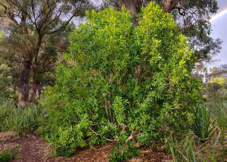 pittosporum-moluccanum-shrub-form