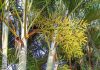 Golden Cane Palms – Love ‘Em or Hate ‘Em! golden-cane-palm-petioles-inflorescence