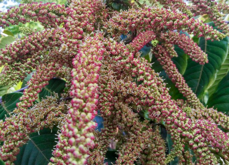 fiji-longan-pometia-pinnata-infloresence