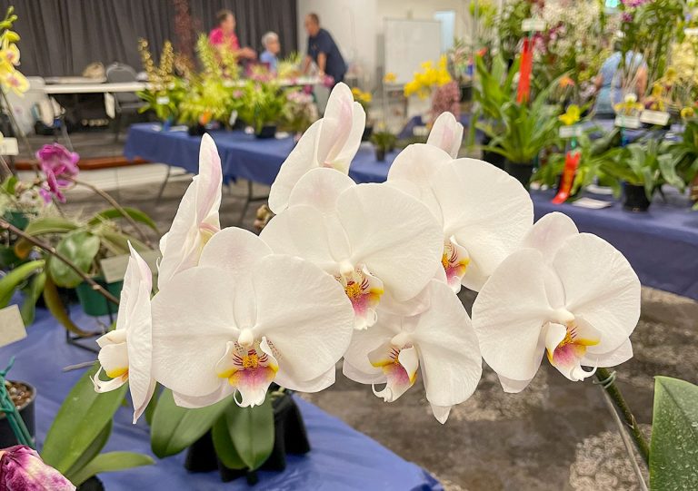 phal-memoria-sarah-robertson-x-phal-chain-xen-pearl