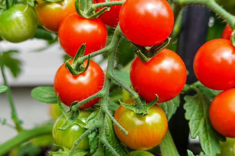How to Get Rid of Whiteflies on Tomato Plants