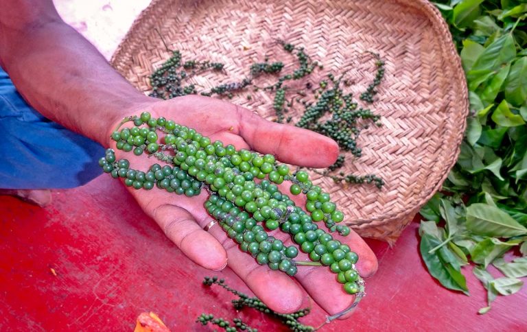 pepper-drupes-in-hand