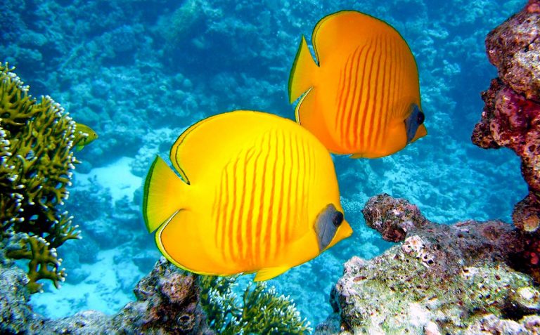 A Guide to Scuba Diving in the Tropics