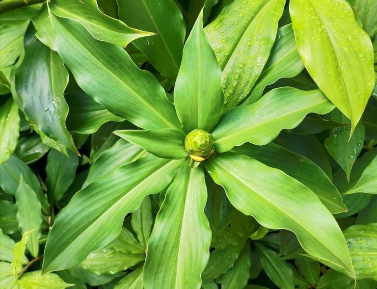 Insulin Plant: A Tropical Plant with Anti-diabetic Properties