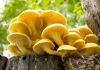 Can You Grow Mushrooms in the Tropics? Golden oyster mushrooms growing in a tropical forest