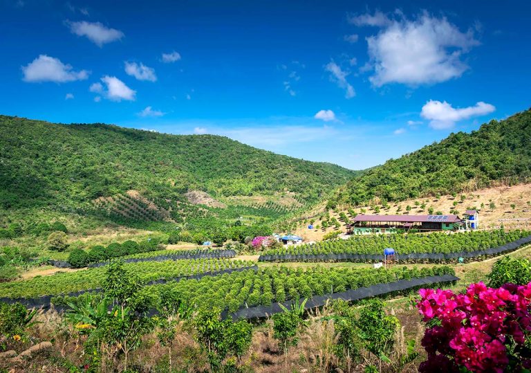 organic-pepper-farm-near-kampot-cambodia