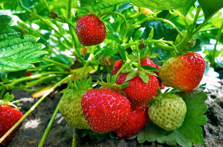 Healthy strawberry fruit growing on plant