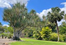 Are the Rockhampton Botanic Gardens Worth Visiting? General view of Rockhampton Botanic Gardens