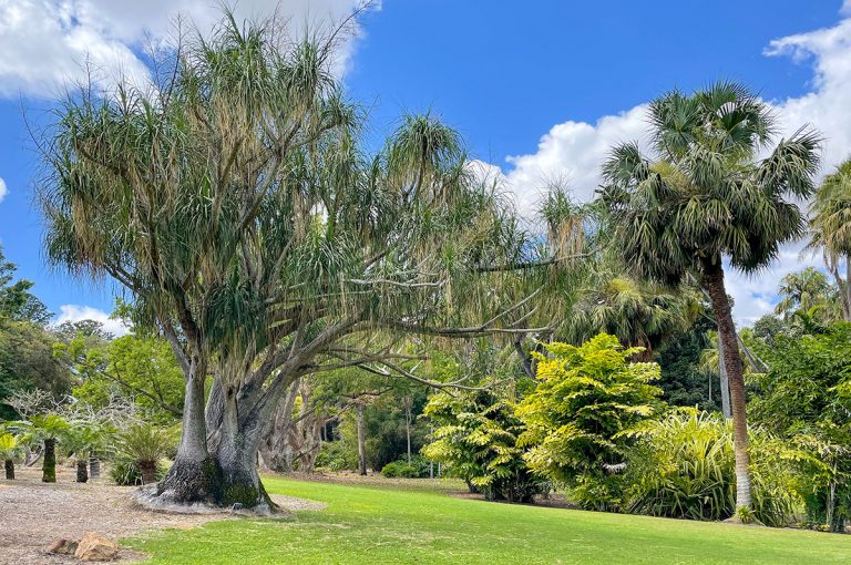 General view of Rockhampton Botanic Gardens