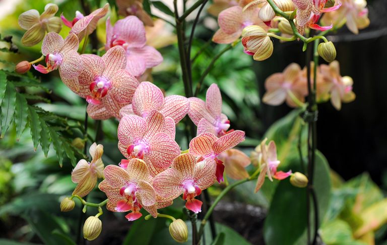 Close-up of delicate orchid flowers in a tropical shade house.