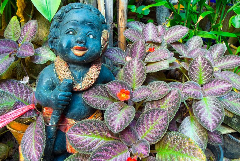 Eye Catching Episcias: The African Violet’s Tropical Relative