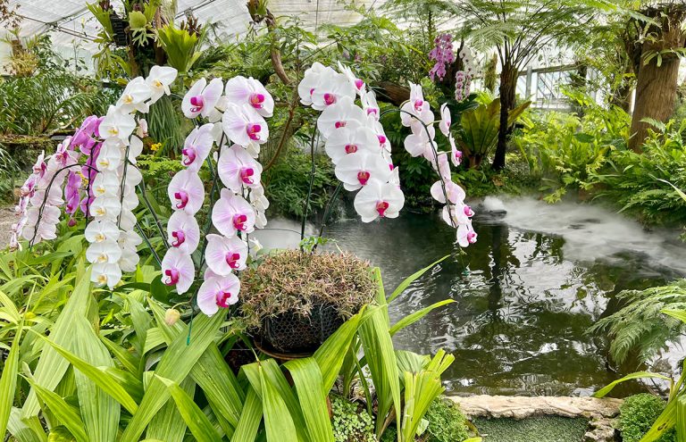 Orchid and fern house in the Queen Sirikit Botanic Garden near Chiang Mai in northern Thailand.