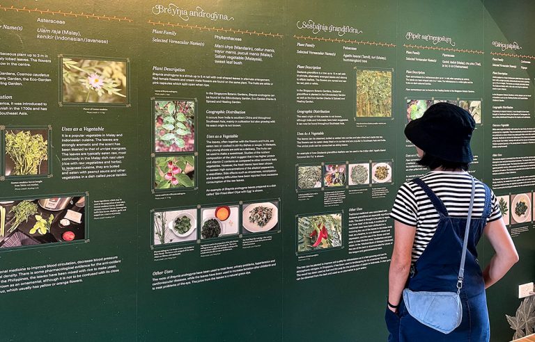 Woman reading information panels about uncommon tropical vegetables in the Singapore Botanic Gardens.