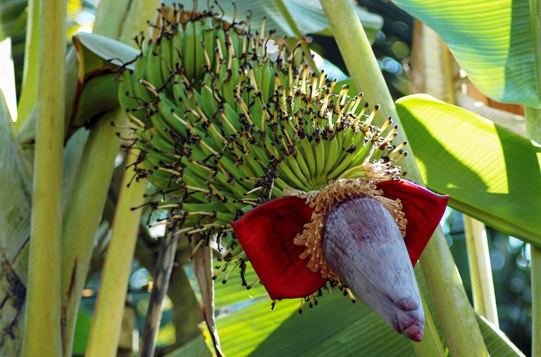 The Versatile Banana Plant – More Than Just Fruit