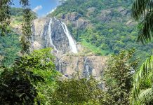 Waterfalls to Visit on the Tropical West Coast of India Distant view of Dudhsagar Waterfall, India, viewed through tropical vegetation.