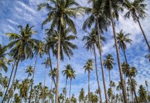 The Coconut Palm: Queen of the Tropics Masses of tall coconut palms looking up into a blue sky with high clouds