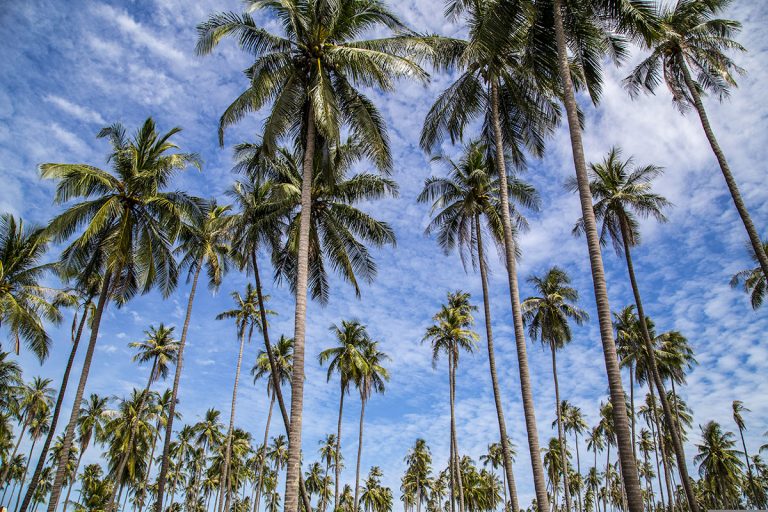 Masses of tall coconut palms looking up into a blue sky with high clouds