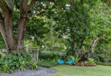 Transforming a Suburban Garden into a Tropical Sanctuary Wide view of a suburban garden with tropical plants around the bases of a mango tree and an avocado tree with green lawn in the foreground.