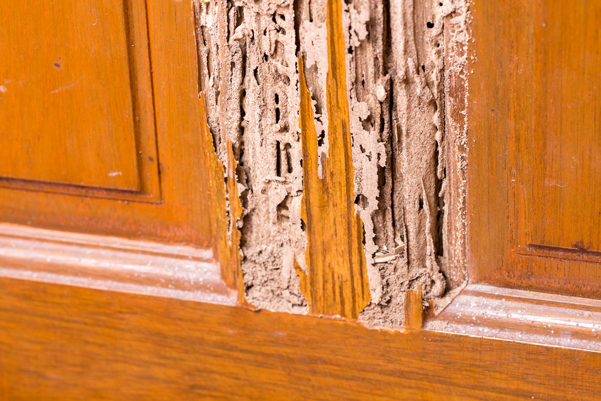 Visible termite damage on the front of a wooden cabinet.