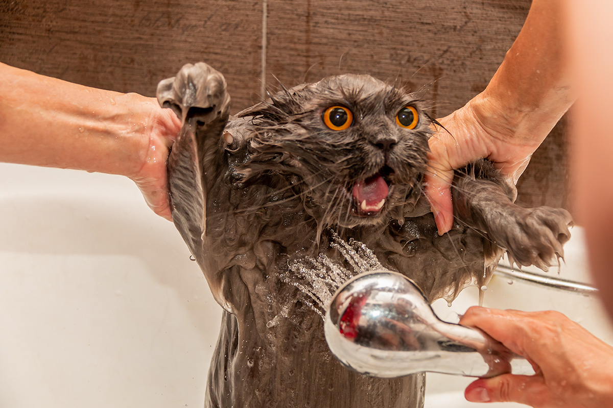 Brown cat with wide open eyes being given a bath.