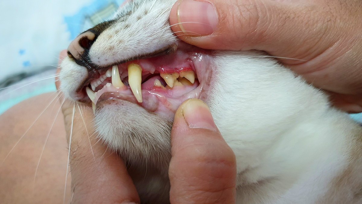 Hands opening a cat's mouth to expose teeth and gums.