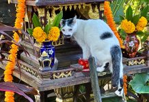 What to Know About Cats in the Tropics White and black cat entering a Thai spirit house in a tropcal garden.