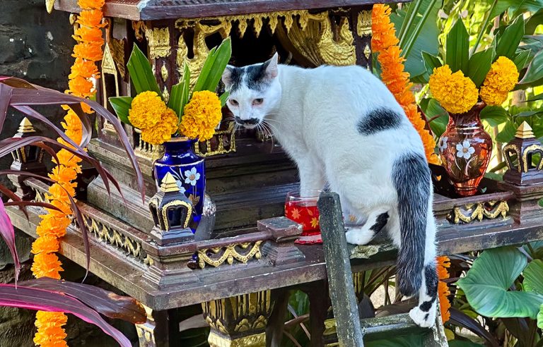 What to Know About Cats in the Tropics