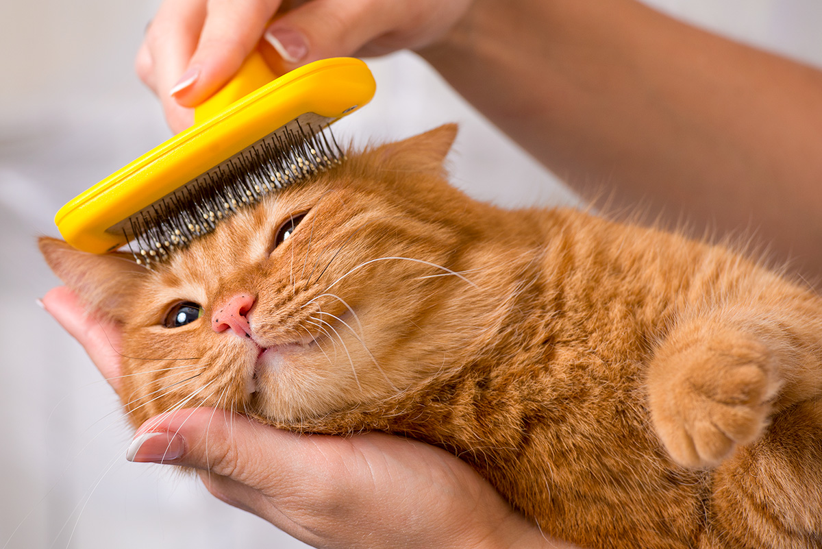 Orange cat's head being brushed with a wire fur brush.