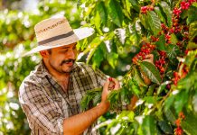 Can You Grow Your Own Coffee in a Tropical Garden? Man in straw hat looking at ripe berries on a coffee plant.