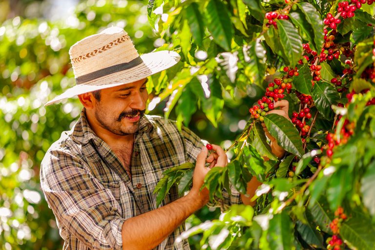 Can You Grow Your Own Coffee in a Tropical Garden?