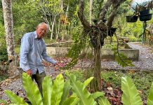 Learning About Tropical Herbs & Spices in Thailand Man showing a tropical orchid growing on a tree in a spice garden.