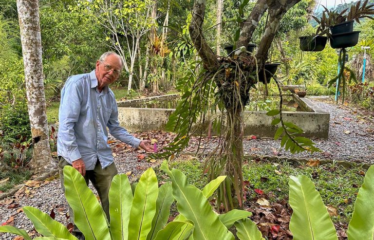 Man showing a tropical orchid growing on a tree in a spice garden.